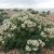 sea-kale-way-of-use