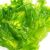 sea-lettuce-growth