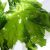sea-lettuce-nutritional-uses