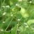 sessile-joyweed-plant