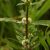 sessile-joyweed-flowers