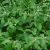 sessile-joyweed-leaves