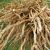 skirret-cultivation