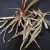 skirret-healthy-eating