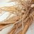 skirret-various-uses