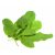 sorrel-medicinal-uses