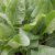 sorrel-side-effects