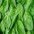 spinach-leaves