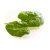 spinach-stem