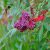 sumac-leaves