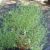summer-savory-images