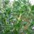 summer-savory-leaves