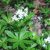 sweet-woodruff2