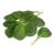 tatsoi-leaf