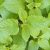 the-lemon-balm-tree