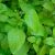 lemon-balm