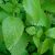 lemon-balm-oil