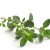 thyme-leaves