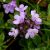 thyme-wild-1