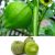 tomatillo-stem
