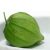 leaf-shaped-tomatillo