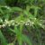 water-pepper