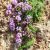 wild-thyme