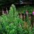 willowherb-1