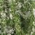 winter-savory-leaf