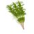 winter-savory-oil