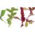 amaranth-plant