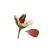 beauty-of-american-beech-nuts