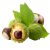 american-larger-chestnuts