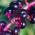 american-pokeweed-aspects