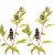american-pokeweed-uses