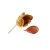 beech-nut-health-benefits
