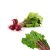 beet-leaves