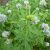 blue-fenugreek-benefits