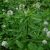 blue-fenugreek-plant