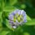 blue-fenugreek-uses