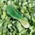 bok-choy-leaves