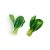 baby-bok-choy-vitamins