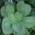 boldo-herbal-values