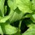 borage-greens-oil