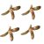 borneo-tallow-nuts-growth