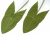 broadleaf-arrowhead-cultivation