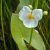 broadleaf-arrowhead-plant
