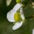 broadleaf-arrowhead-properties