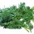 broccoli-raab