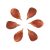 brown-color-beech-nuts